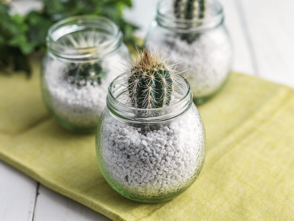 Cactus Plants